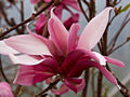 Magnolia Ricki IMG_5280 Magnolia Ricki